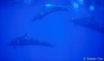 False Killer Whales 01