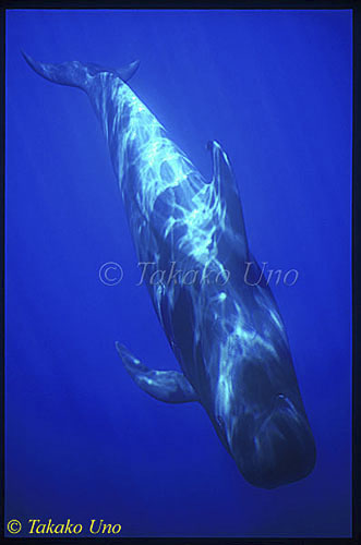 Pilot Whale 01