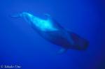 Pilot Whale 02 0803