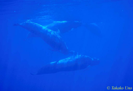 Pilot Whale 03 0803