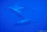 Pilot Whale 03 0803