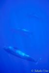 Pilot Whale 04 0803