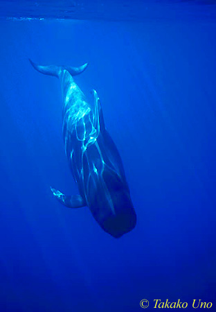 Pilot Whale 05 0803