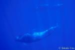 Pilot Whale 07 0803