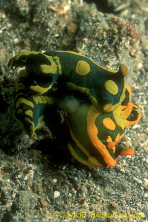 Tambja gabrielae or T cf sagamiana 01 mating 45mm