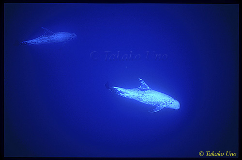 Risso's Dolphins azores uw 02