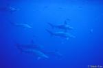 Hammerhead Sharks 01