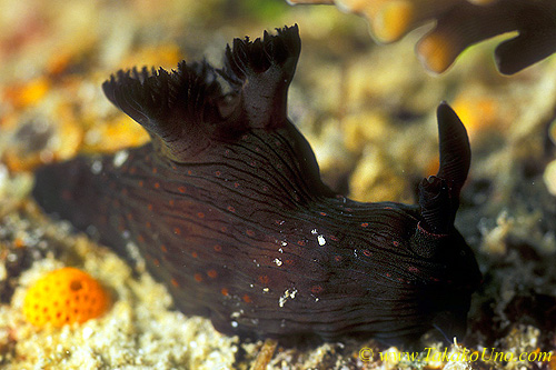 Unidentified Tambja? 01 45mm dw