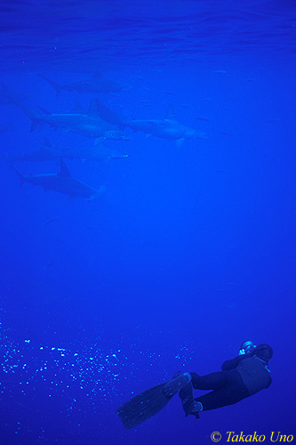 Hammerhead Sharks & Stephen 01