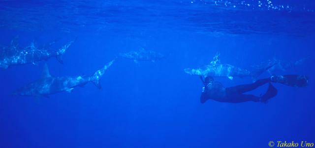 Hammerhead Sharks & Stephen 02