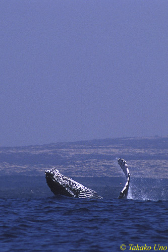 Humpback Whale 01 breaching
