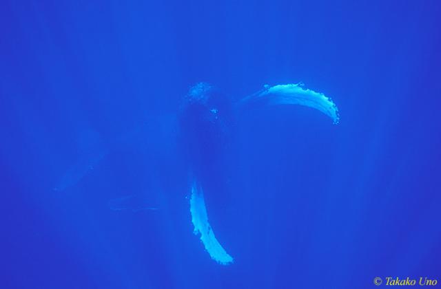 Humpback Whale 03