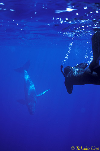 Humpback Whale 04 & Stephen