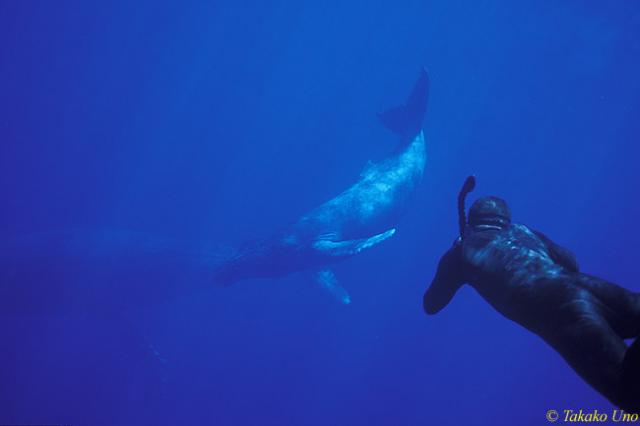 Humpback Whale 05 & Stephen