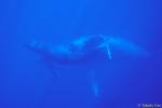 Humpback Whale 06