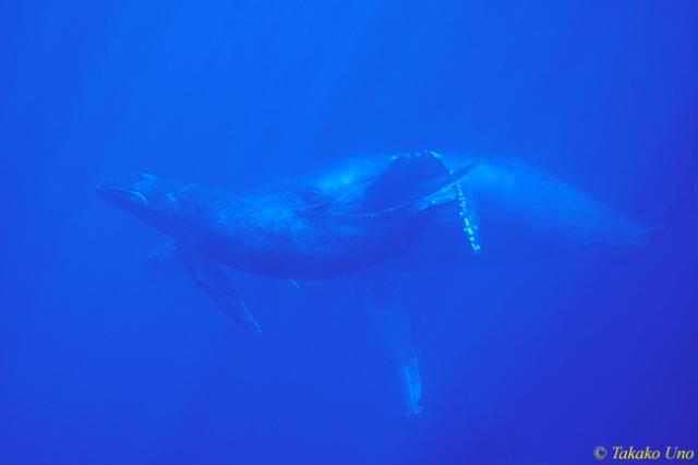 Humpback Whale 06