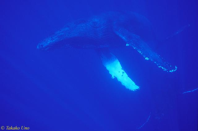 Humpback Whale 08