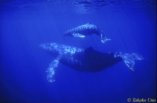 Humpback Whale 09