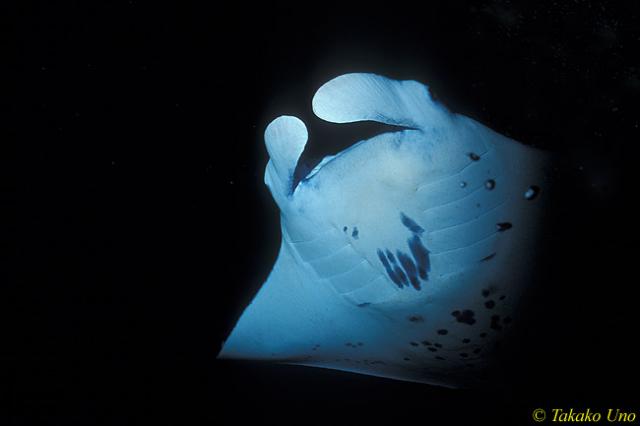 Manta Ray 03