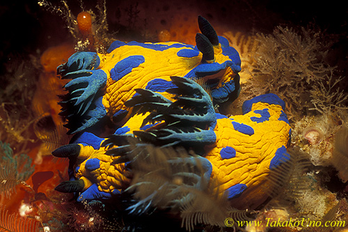 Tambja verconis 01 pk 50mm mating