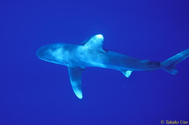 Oceanic Whitetip Shark 01