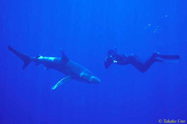 Oceanic Whitetip Shark 02 & Stephen