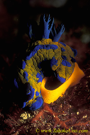 Tambja verconis 02 45mm eggs