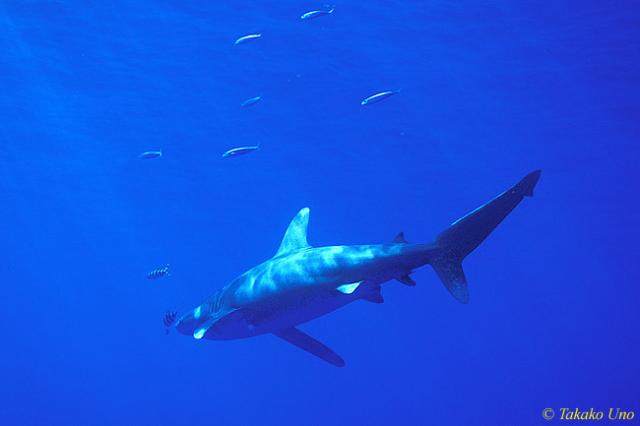 Oceanic Whitetip Shark 04 & Pilot Fish