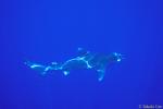 Oceanic Whitetip Shark 08