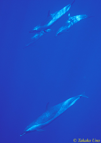 Pan Tropical Dolphins 04