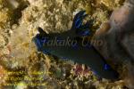 Tamja morosa Nudi 21tc feeding 9314