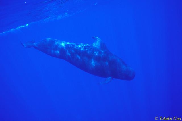 Short-finned Pilot Whales 02