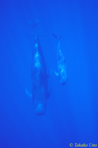 Short-finned Pilot Whales 03 mom, juvenile & young calf