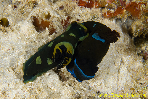 Tambja ? & Tambja morosa 01t mat(eat)ing ? 0026 ll