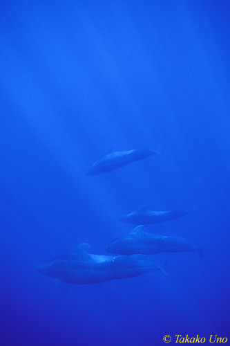 Short-finned Pilot Whales 05