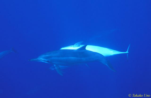 Spinner Dolphins 03