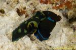 Tambja ? & Tambja morosa 01t mat(eat)ing ? 0026 ll