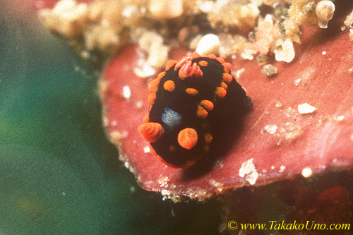 Unidentified Tamja (juv.) 01 3mm kd