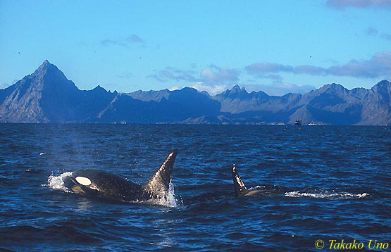 Killer Whale, Norway 07