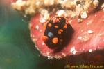 Unidentified Tamja (juv.) 01 3mm kd