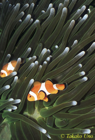 Western Clownfish 01a Sumbawa