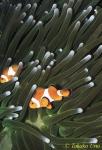 Western Clownfish 01a Sumbawa