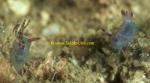 Tambja sp. 02 3mm Bm