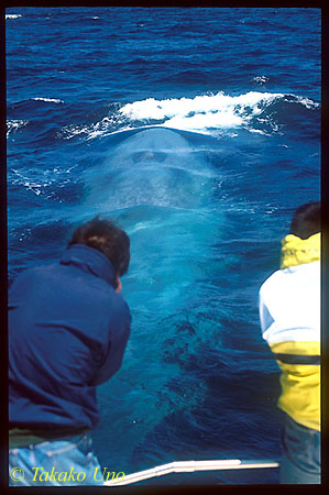 Blue Whale ts 107 California, USA