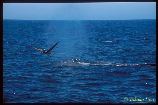 Humpback Whale & Pelican 01 California, USA