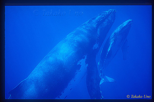 Humpback 04 mom & calf