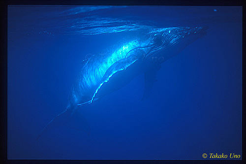 Humpback 07