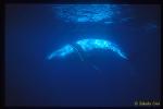 Humpback 09