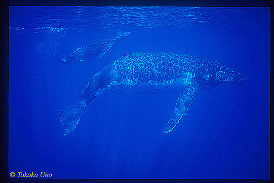 Humpback 20 mom & calf