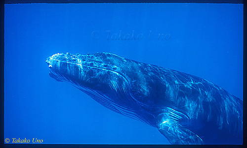 Humpback 08